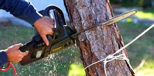 Best Lot and Land Clearing  in Carbon Cliff, IL