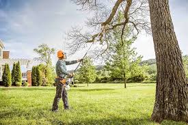 How Our Tree Care Process Works  in  Carbon Cliff, IL