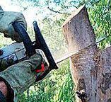 Best Commercial Tree Services  in Carbon Cliff, IL