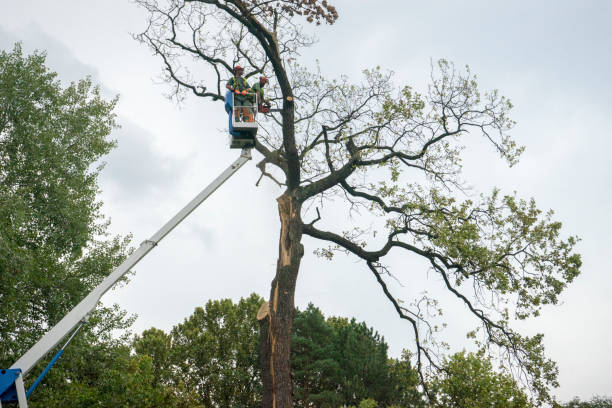 Trusted Carbon Cliff, IL Tree Services Experts