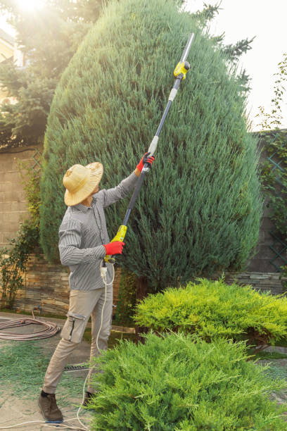Best Palm Tree Trimming  in Carbon Cliff, IL